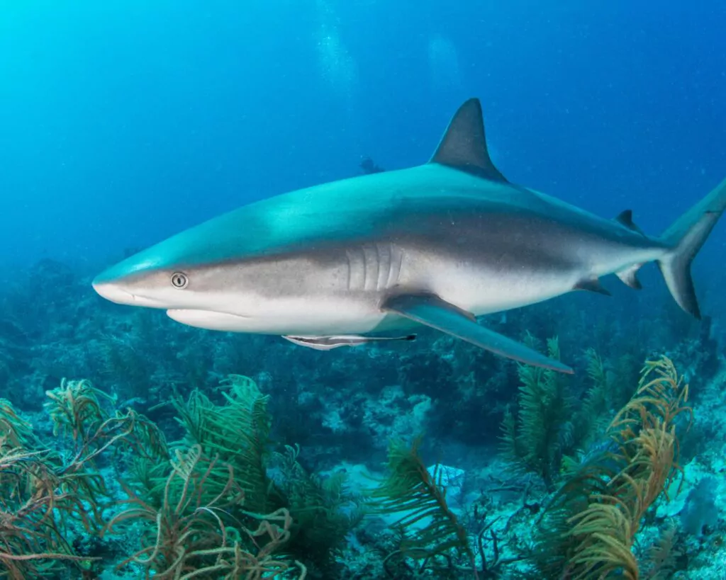 Nouvelle Calédonie, les 11 animaux emblématiques du caillou, le requin bouledogue